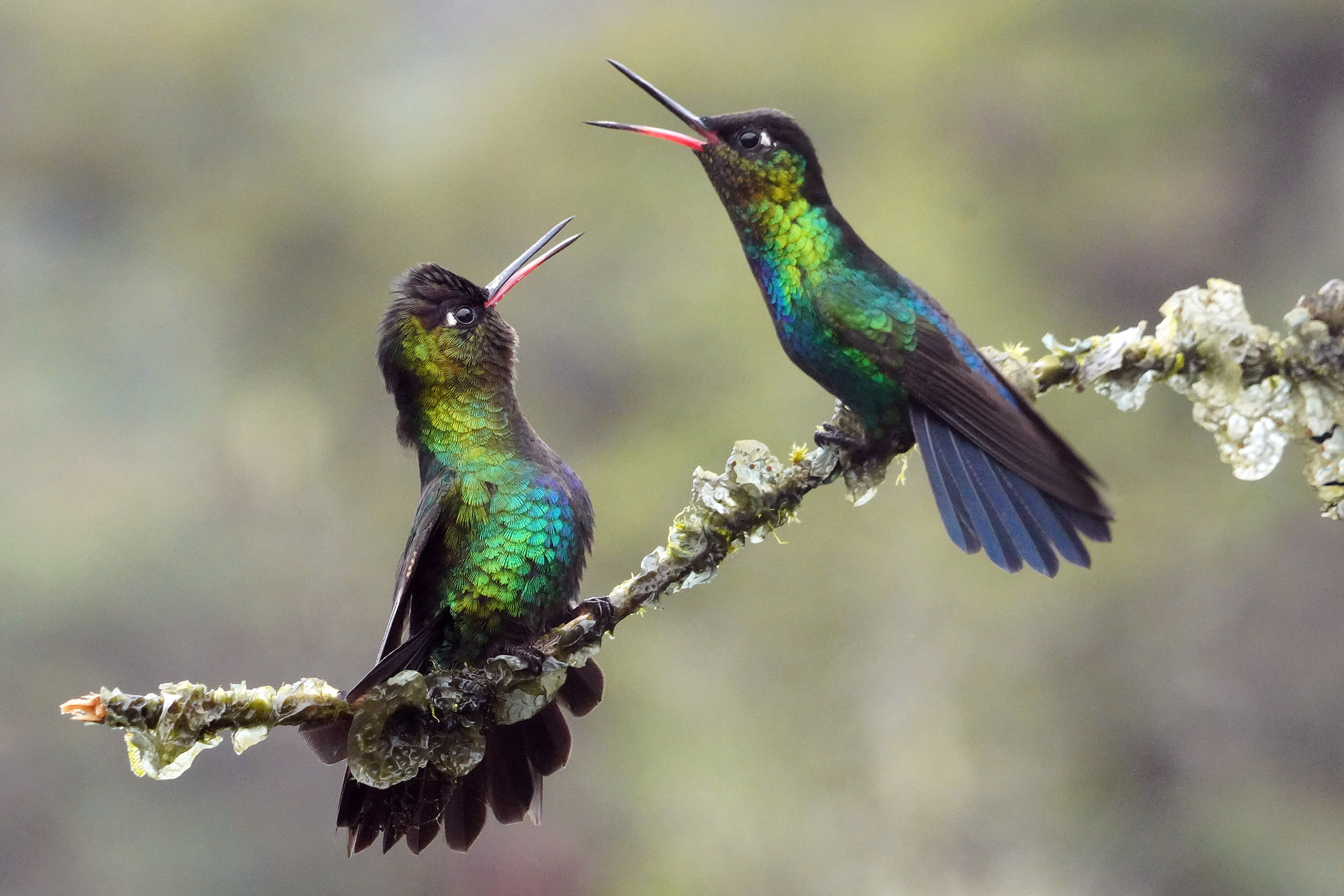 Costa Rica - Février 2025